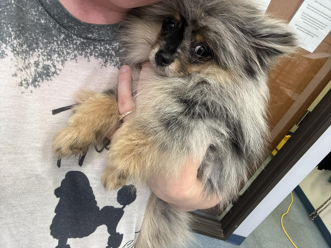 Mixed Breed Grooming