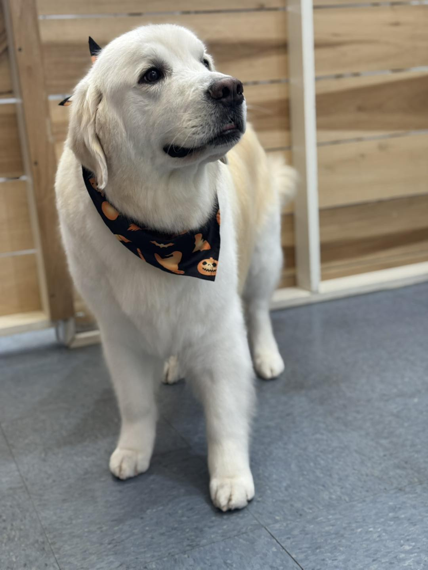 Great Pyrenees Close-up