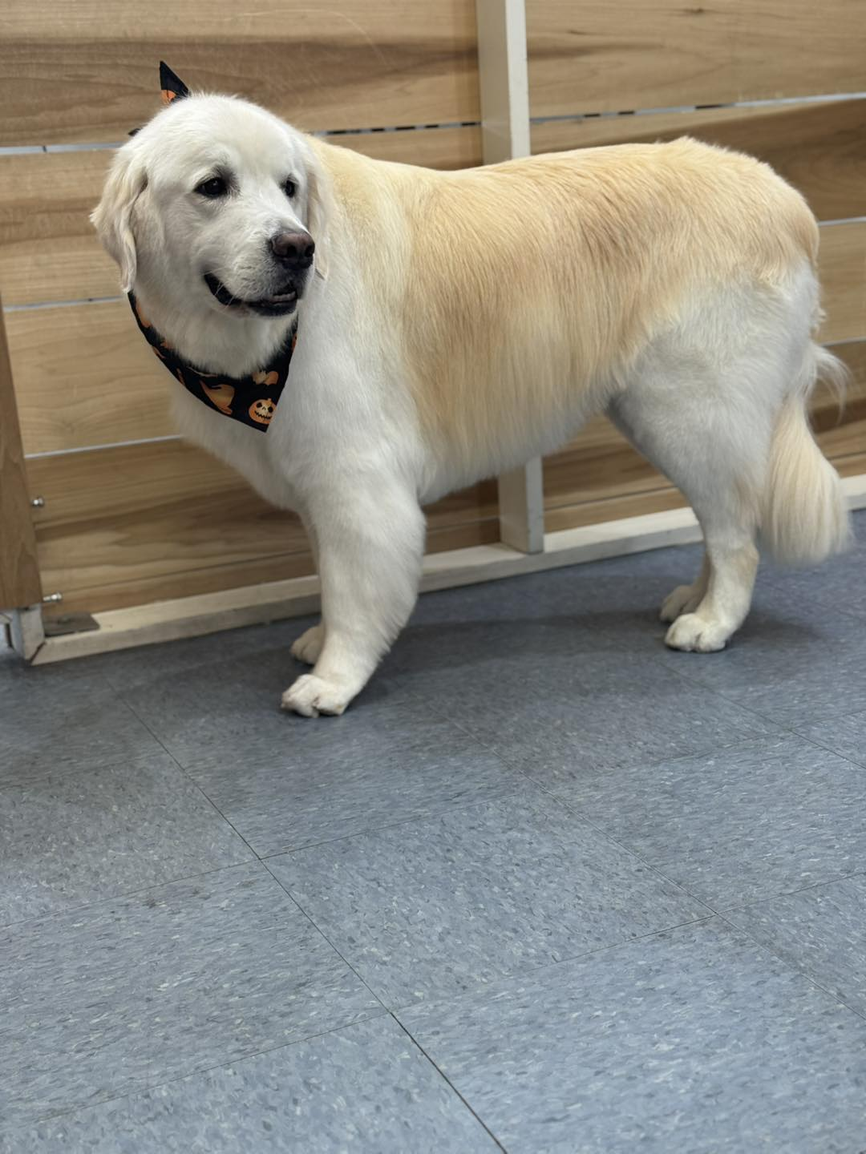 Groomed Great Pyrenees