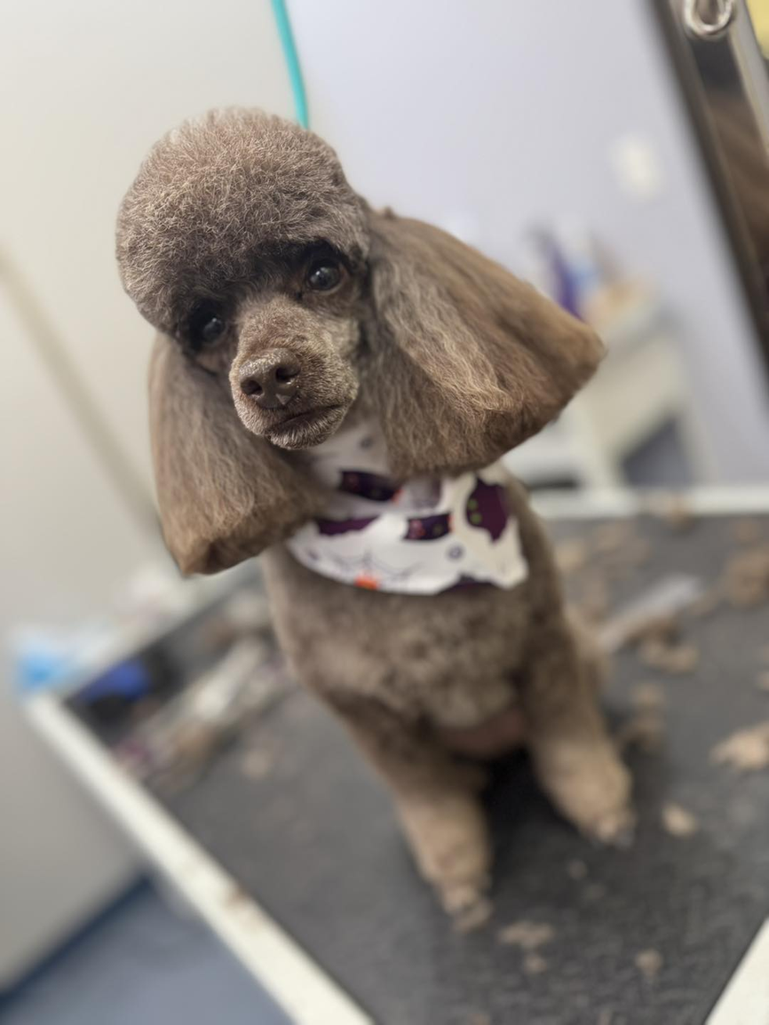 Professional Poodle Grooming