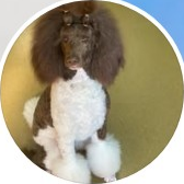 The Snazzy Pooch Logo