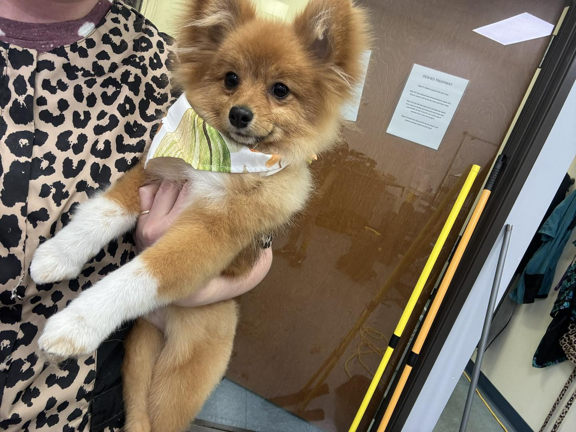 Small Breed Grooming