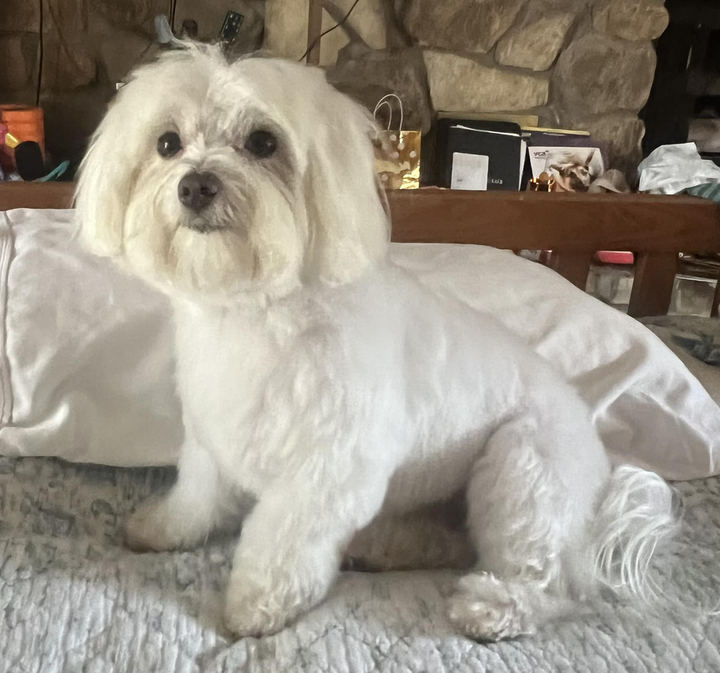 Sookie - Beautifully Groomed